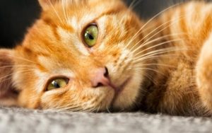 Giống Mèo Cảnh Dễ Nuôi Được Yêu Thích Tại Việt Nam