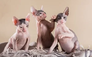 Giống Mèo Xấu Nhất Thế Giới – Khám Phá Vẻ Đẹp Đến Từ Sự Khác Biệt