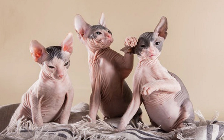 Giống Mèo Xấu Nhất Thế Giới – Khám Phá Vẻ Đẹp Đến Từ Sự Khác Biệt