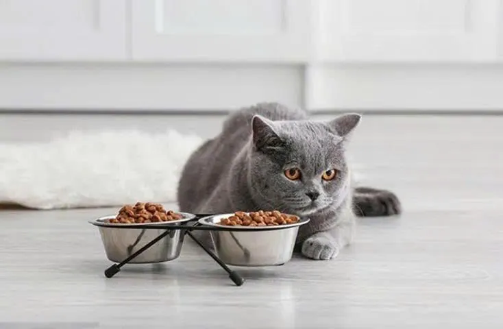 Kết hợp trứng vịt lộn cùng pate tươi Pet Nhà Sen để đa dạng khẩu phần