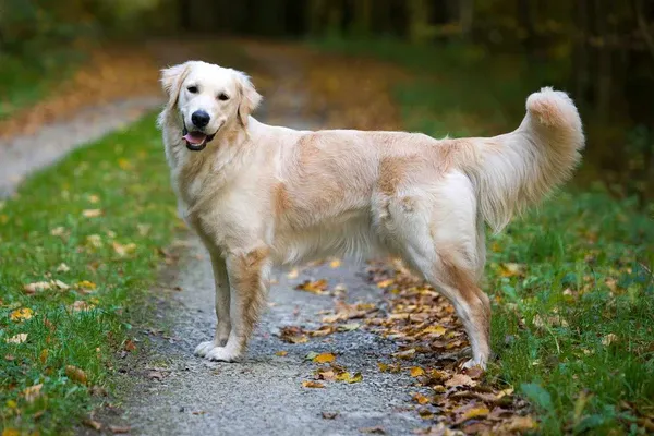 Golden Retriever với bộ lông vàng óng mượt mà