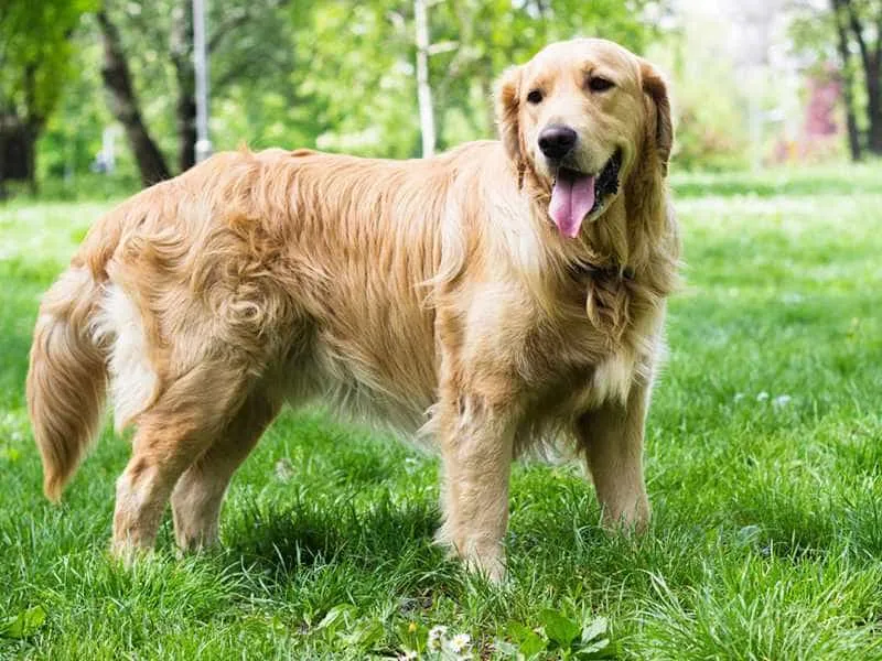 Chó Golden Retriever