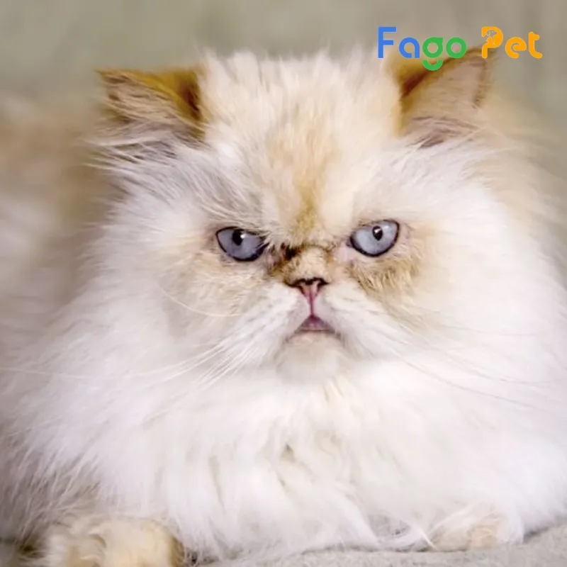 Nguồn gốc ảnh hưởng đến giá mèo Ba Tư