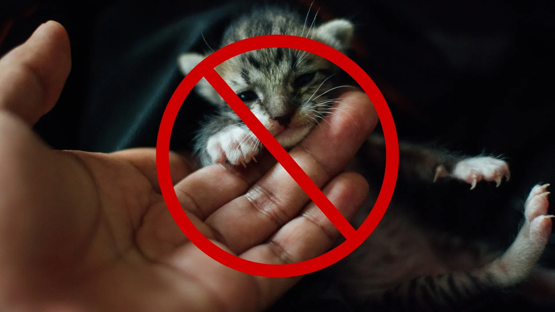 Hạn chế tiếp xúc với mèo con trong 10 ngày đầu