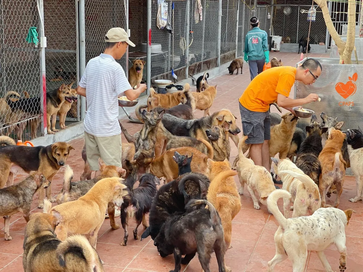 Trạm cứu hộ chó mèo Hà Nội là NGO đầu tiên có giấy phép hoạt động tại Việt Nam