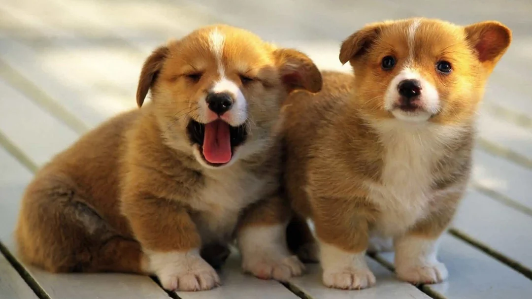 hình ảnh chó corgi con được chụp rõ dáng đứng ngang