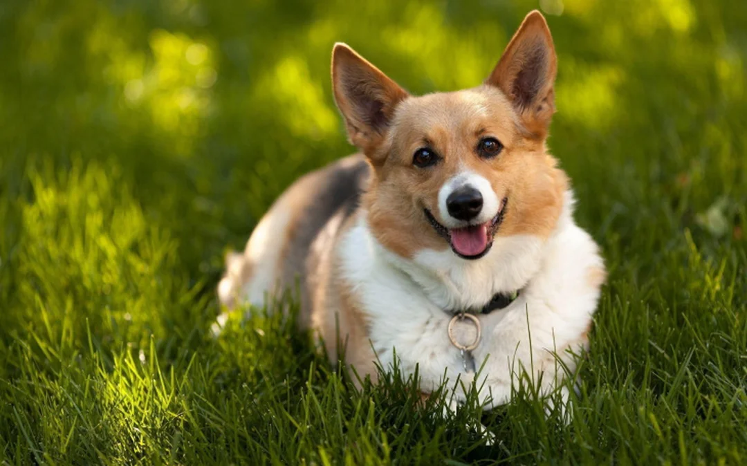 hình ảnh chó corgi con màu vàng trắng đang nằm đáng yêu