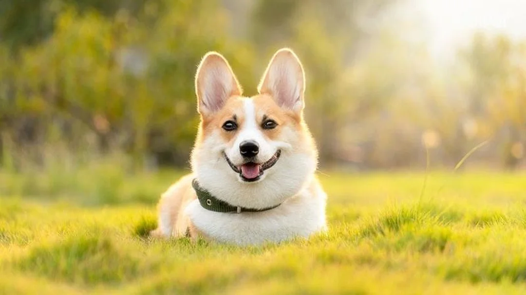 hình ảnh chó corgi con ngồi trên nền sáng dễ kiểm tra form