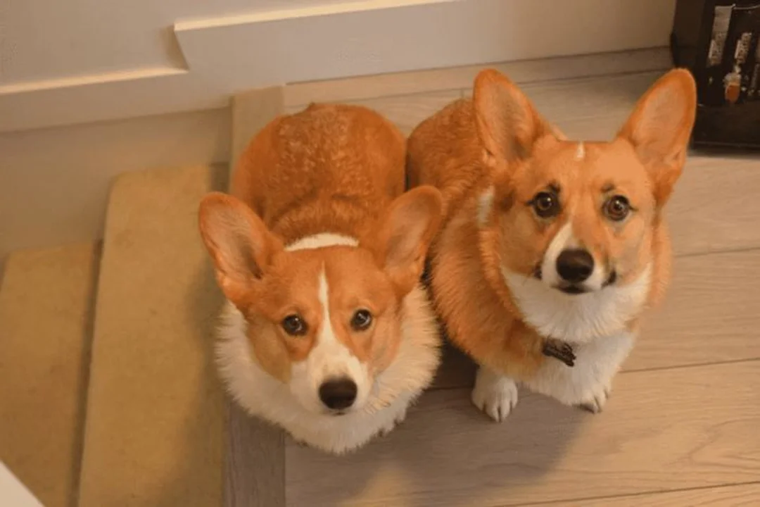 hình ảnh chó corgi đứng nghiêng để quan sát vóc dáng