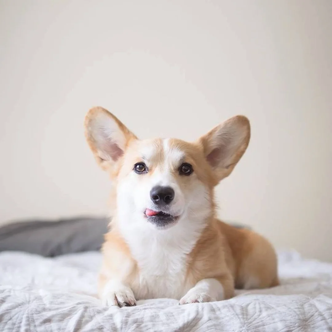 hình ảnh chó corgi giúp phân biệt Pembroke và Cardigan