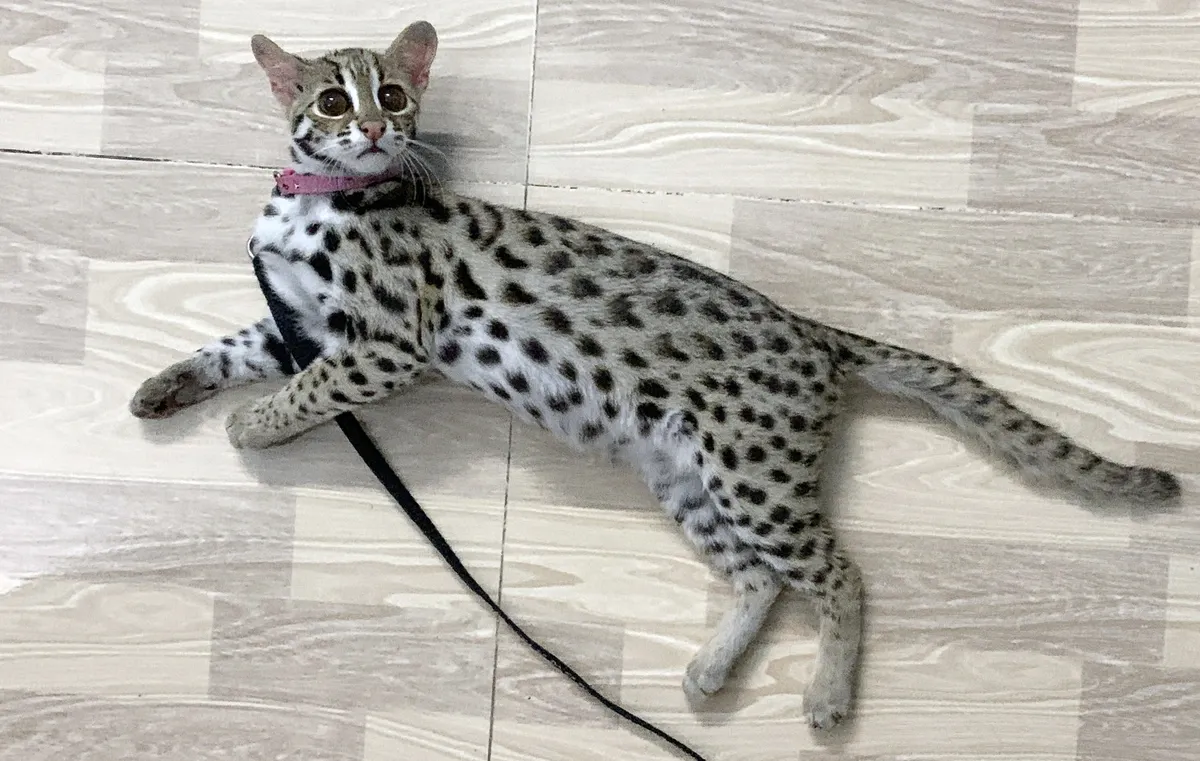 Con mèo rừng nam thanh niên tên Duy ra giá bán là 4 triệu đồng