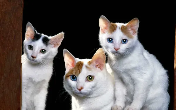 Chi phí y tế dự phòng và dinh dưỡng là khoản đầu tư cần thiết khi nuôi bất kỳ chú mèo nào