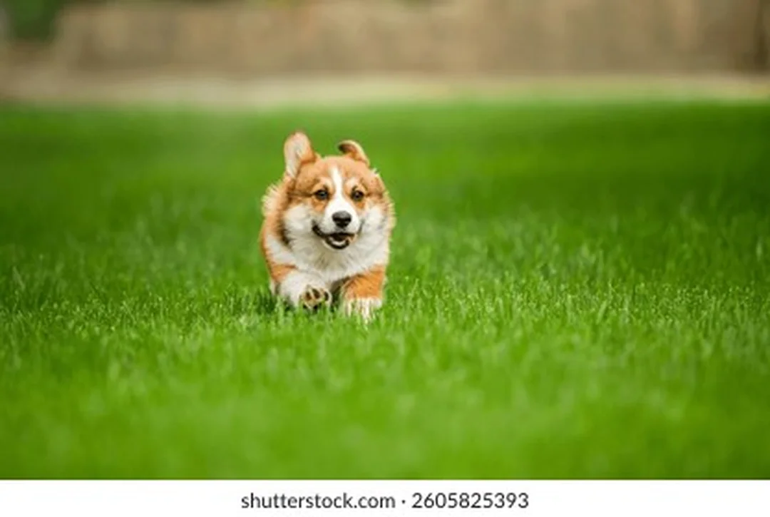 hình chó corgi chạy trên bãi cỏ phù hợp nội dung năng động