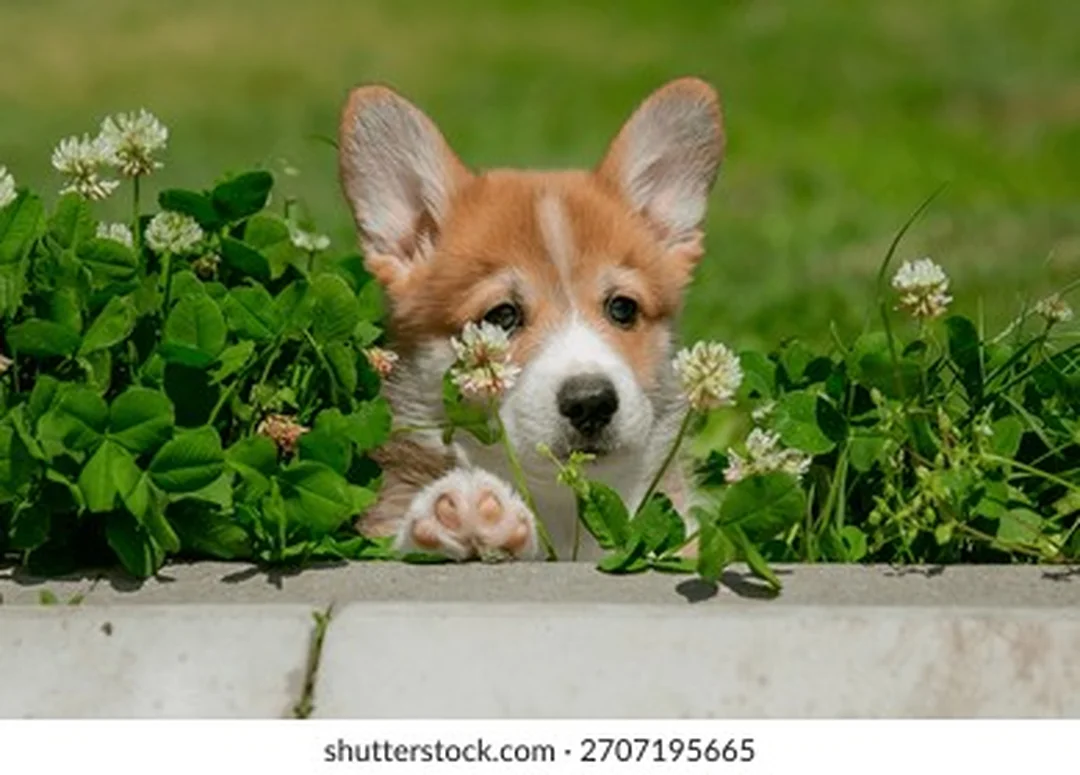hình chó corgi con đi trên cỏ mùa hè