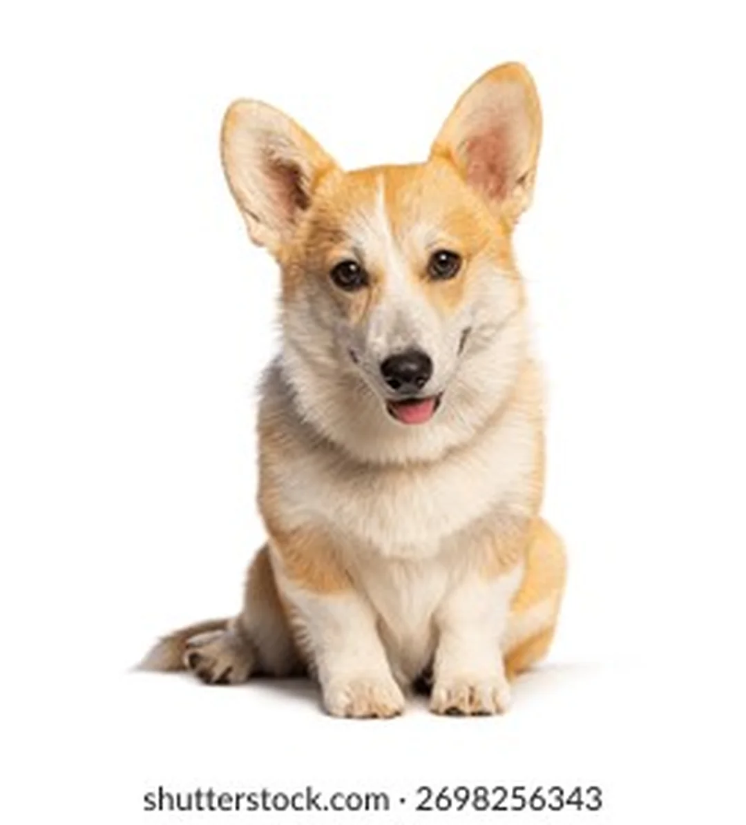 hình chó corgi ngồi nền trắng dễ dùng cho avatar và bài SEO