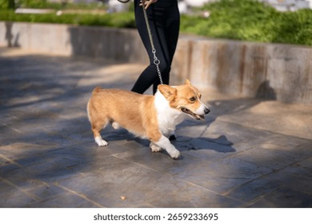 hình chó corgi pembroke đi dạo trên vỉa hè với dây dắt