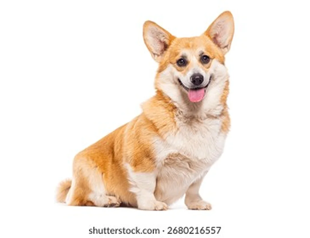 hình chó corgi pembroke ngồi phòng thu nền trắng