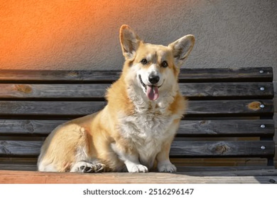 hình chó corgi pembroke ngồi trên ghế gỗ ánh hoàng hôn