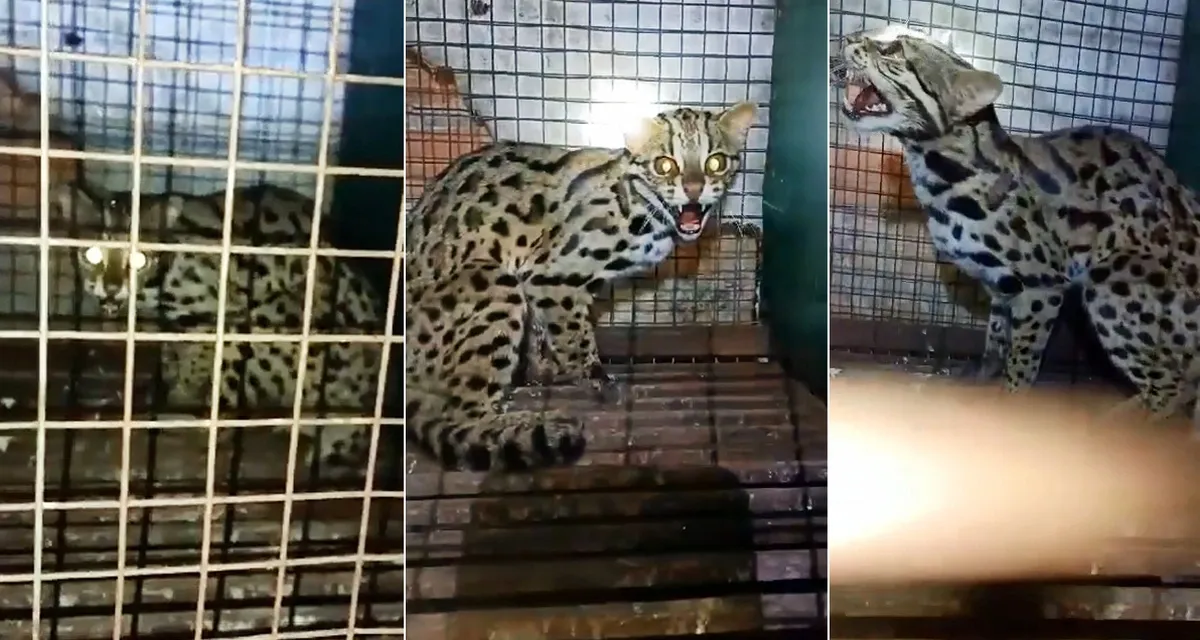 Con mèo rừng mà thanh niên tên Đệ chào bán với giá 2,2 triệu đồng