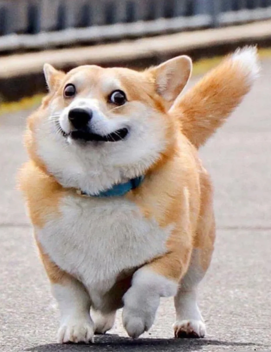 hình nền điện thoại chó corgi hài hước