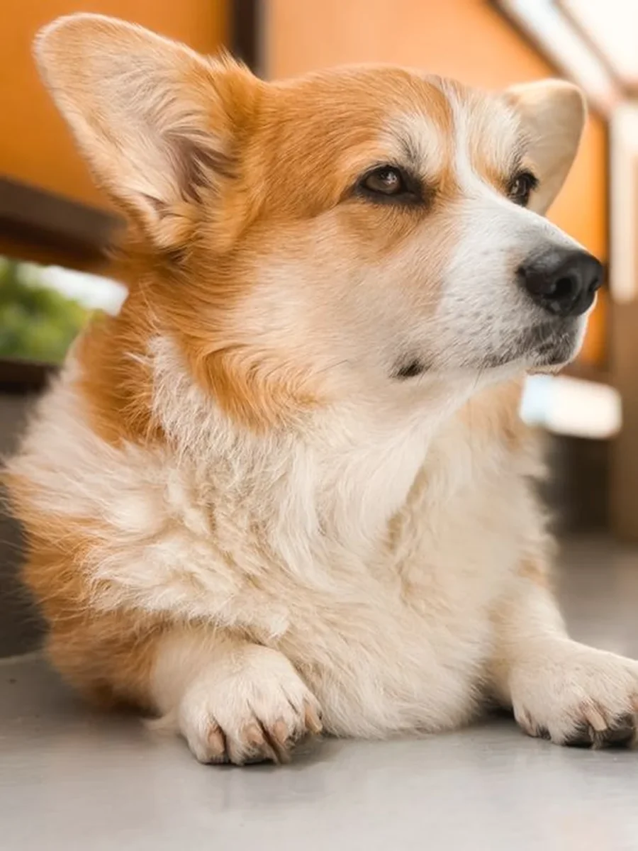 hình nền điện thoại chó corgi ngoài sân nhà