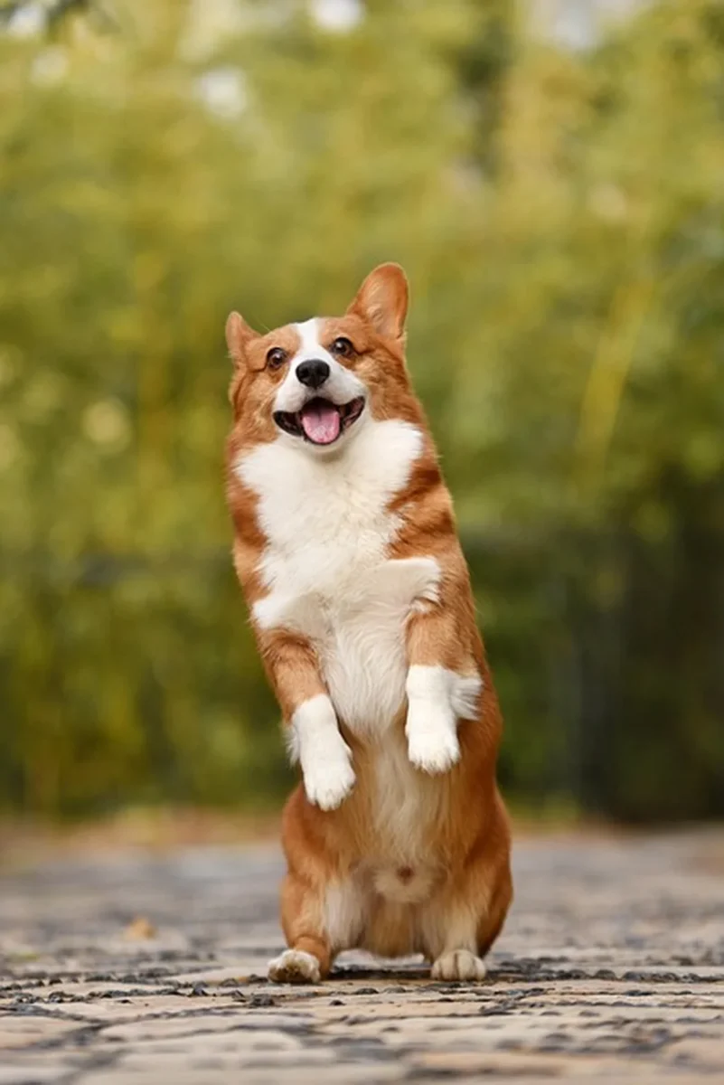 hình nền điện thoại chó corgi ngoài trời rõ mặt