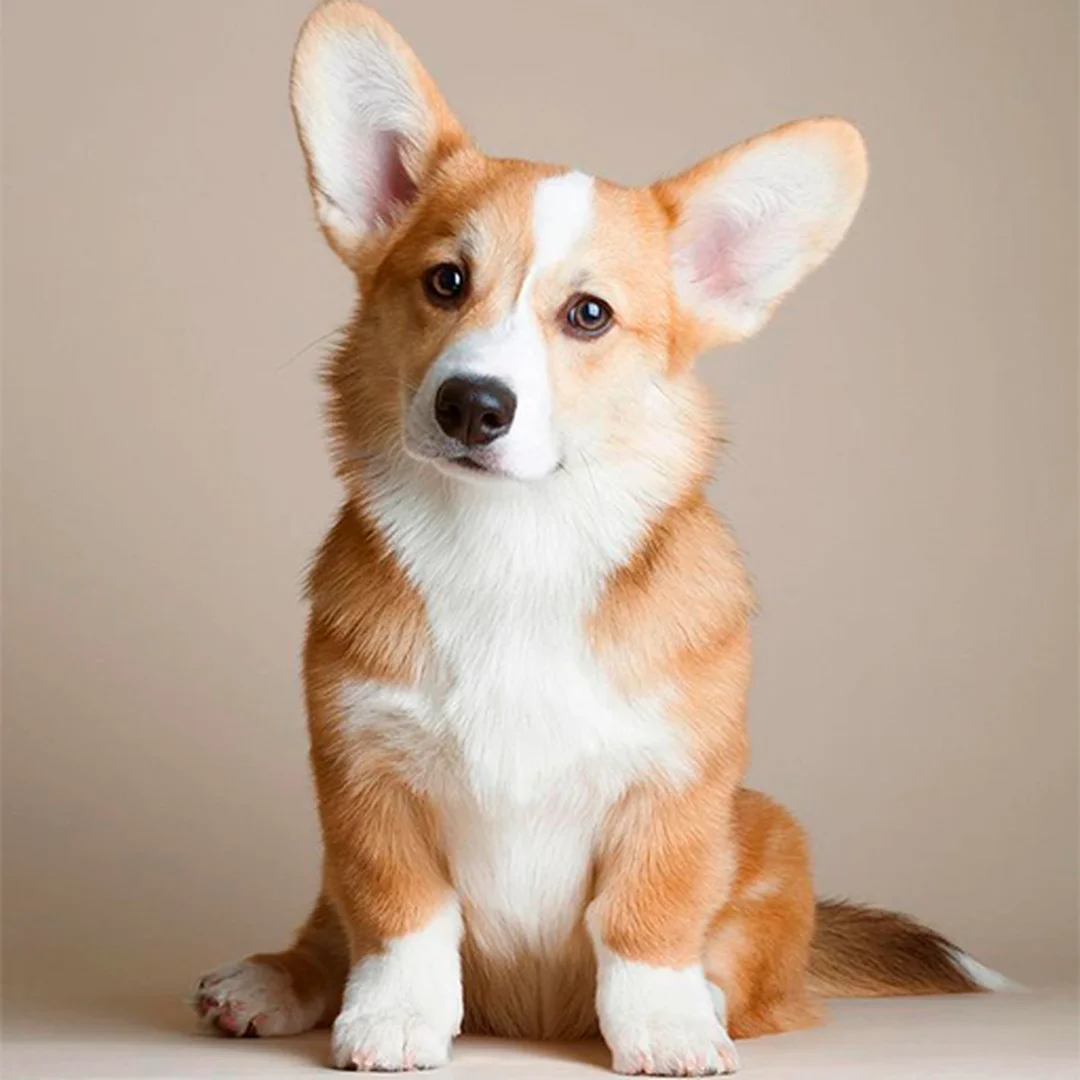 hình nền điện thoại chó corgi phong cách ứng dụng