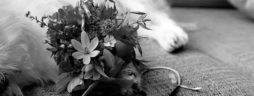 Mẫu hũ tro cốt trang trọng dành cho thú cưng được bàn giao sau quá trình hỏa táng riêng