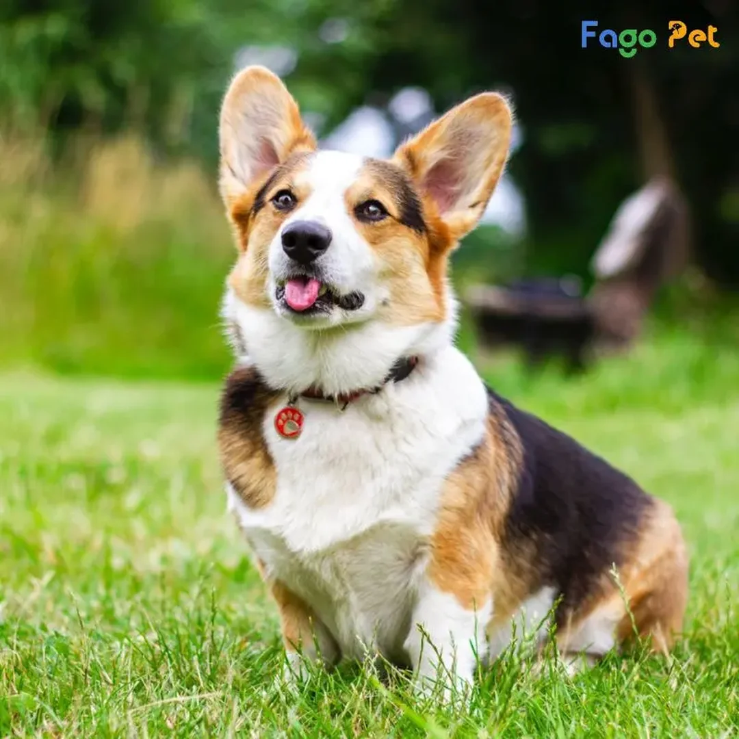 huấn luyện chó corgi bắt đầu từ bài tập tập trung