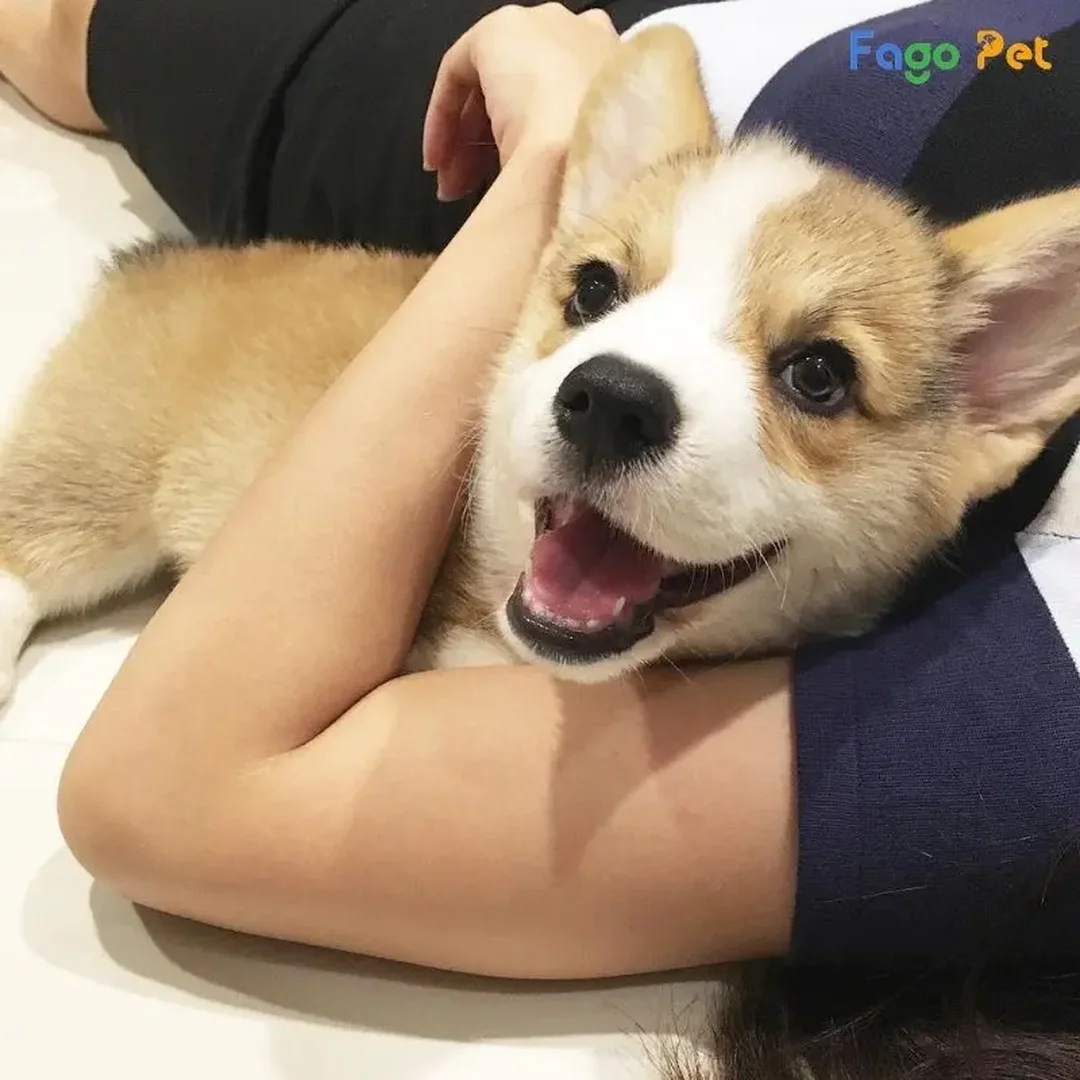 huấn luyện chó corgi đi vệ sinh đúng chỗ bằng khay và tấm lót