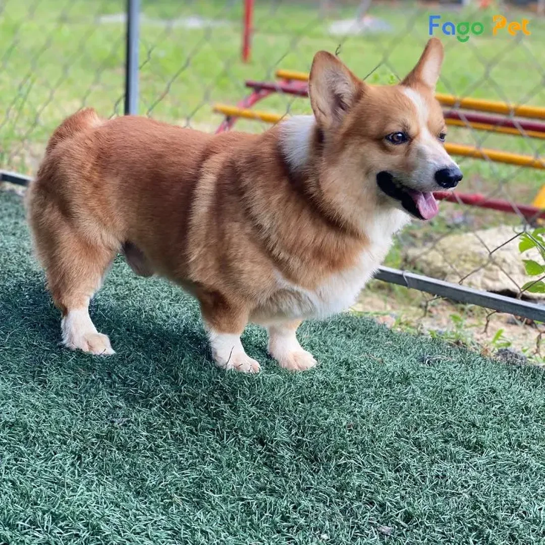 huấn luyện chó corgi đi vệ sinh đúng chỗ bằng phần thưởng tích cực