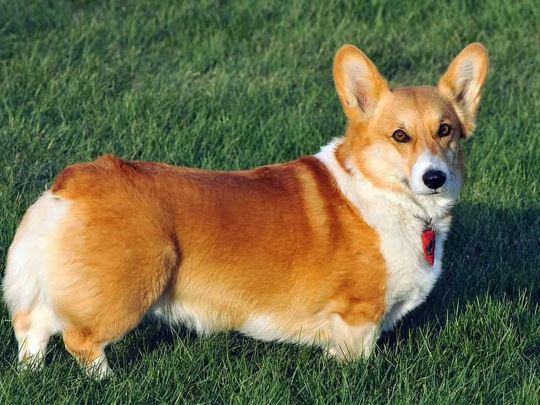 huấn luyện chó corgi đi vệ sinh đúng chỗ qua các câu hỏi thường gặp