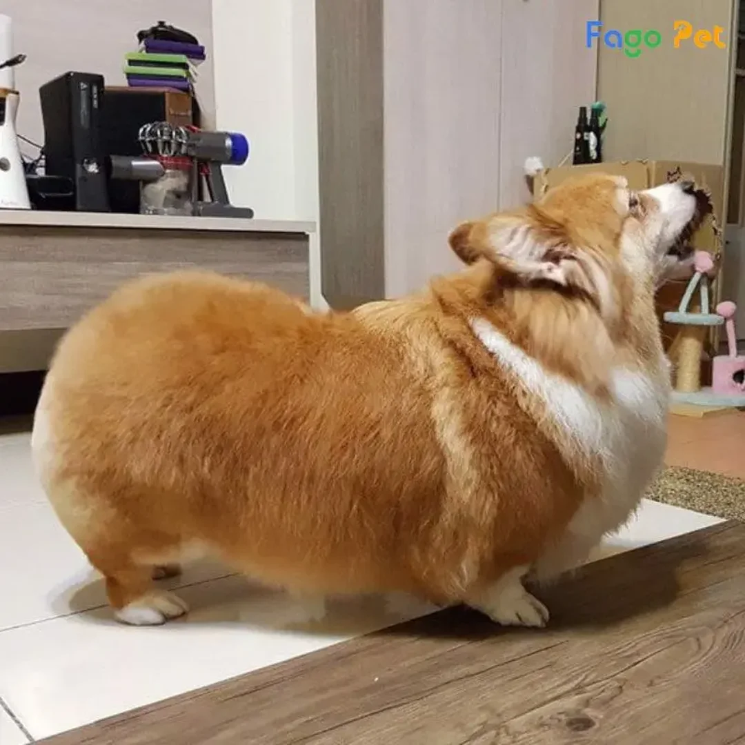 huấn luyện chó corgi đi vệ sinh đúng chỗ tại nhà