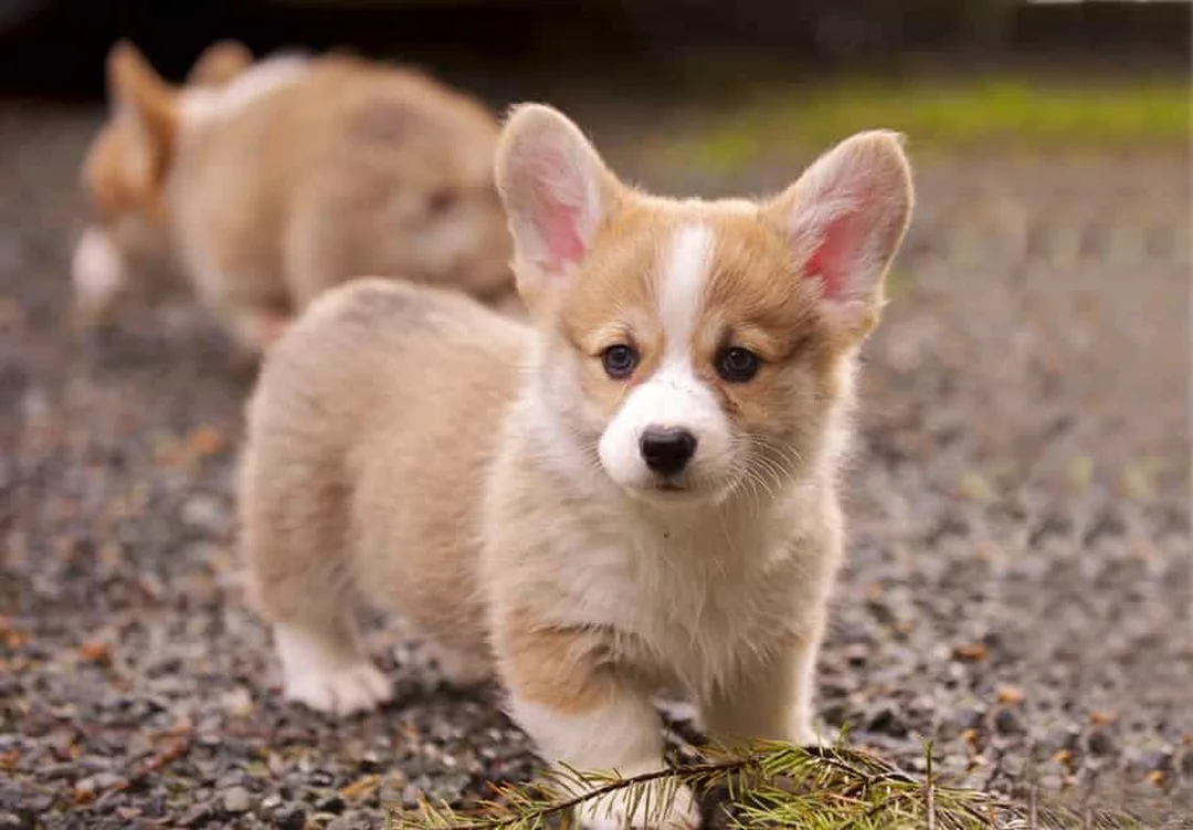 huấn luyện chó corgi đi vệ sinh đúng chỗ và nhận biết dấu hiệu sức khỏe