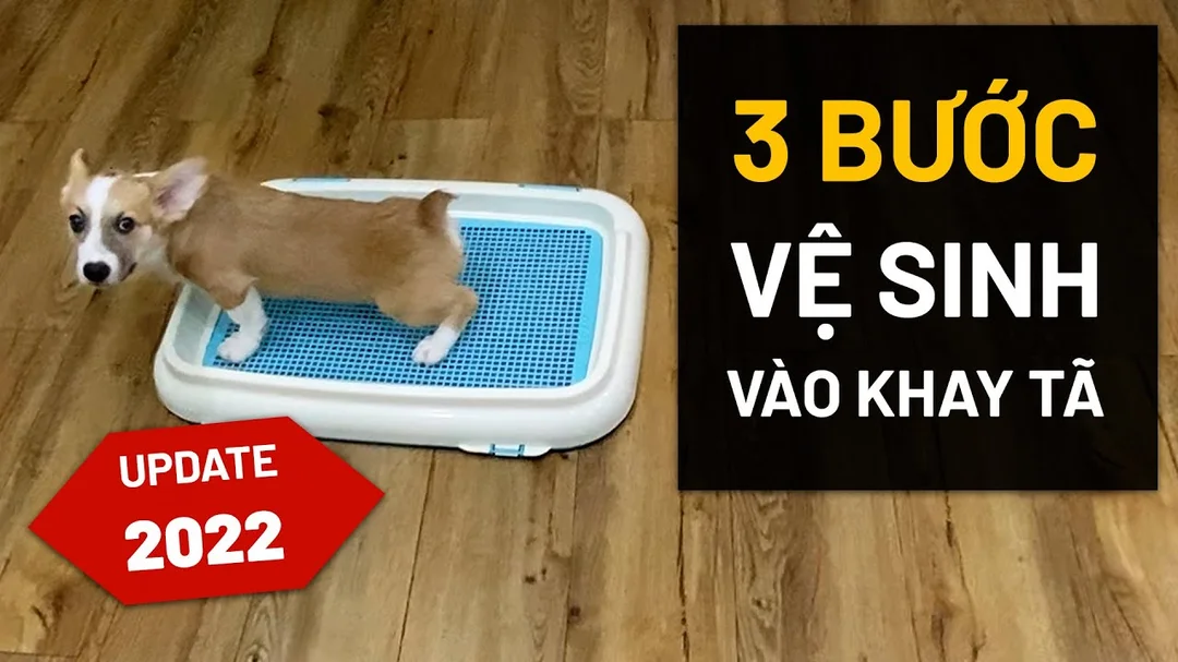 huấn luyện chó corgi đi vệ sinh đúng chỗ và sửa lỗi tè sai trong nhà