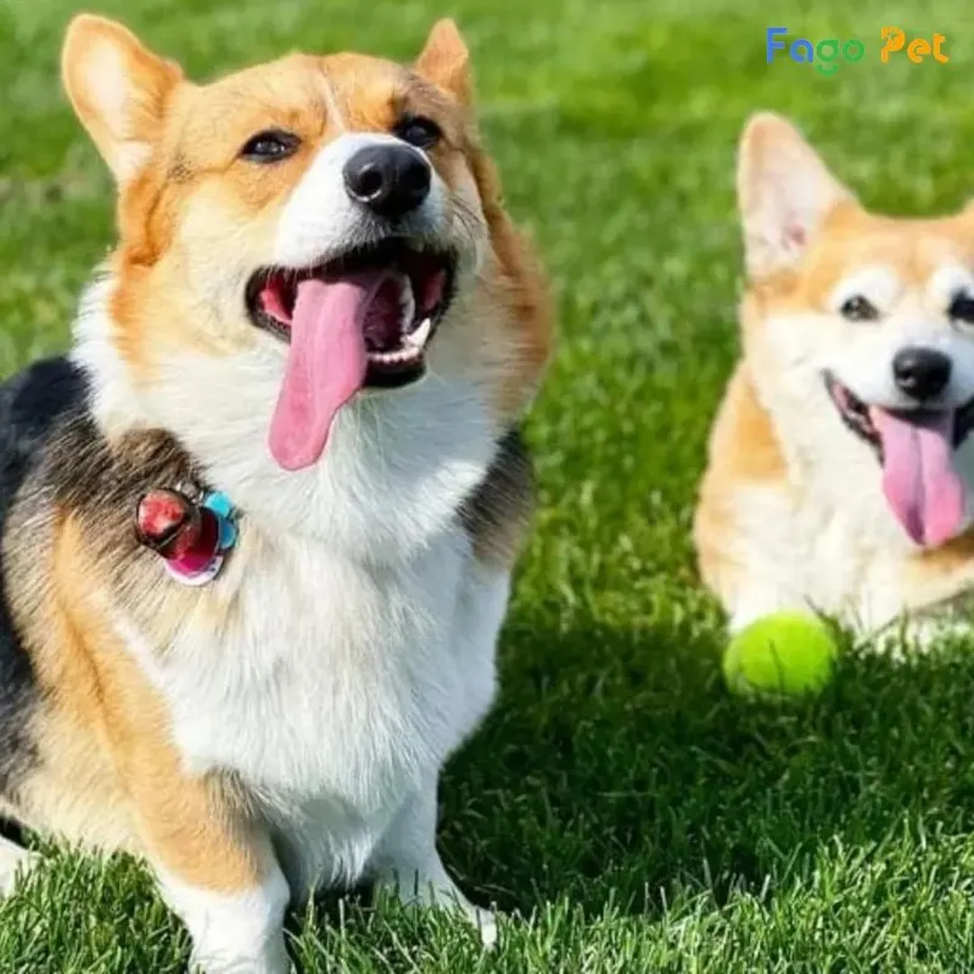 huấn luyện chó corgi giải đáp câu hỏi thường gặp