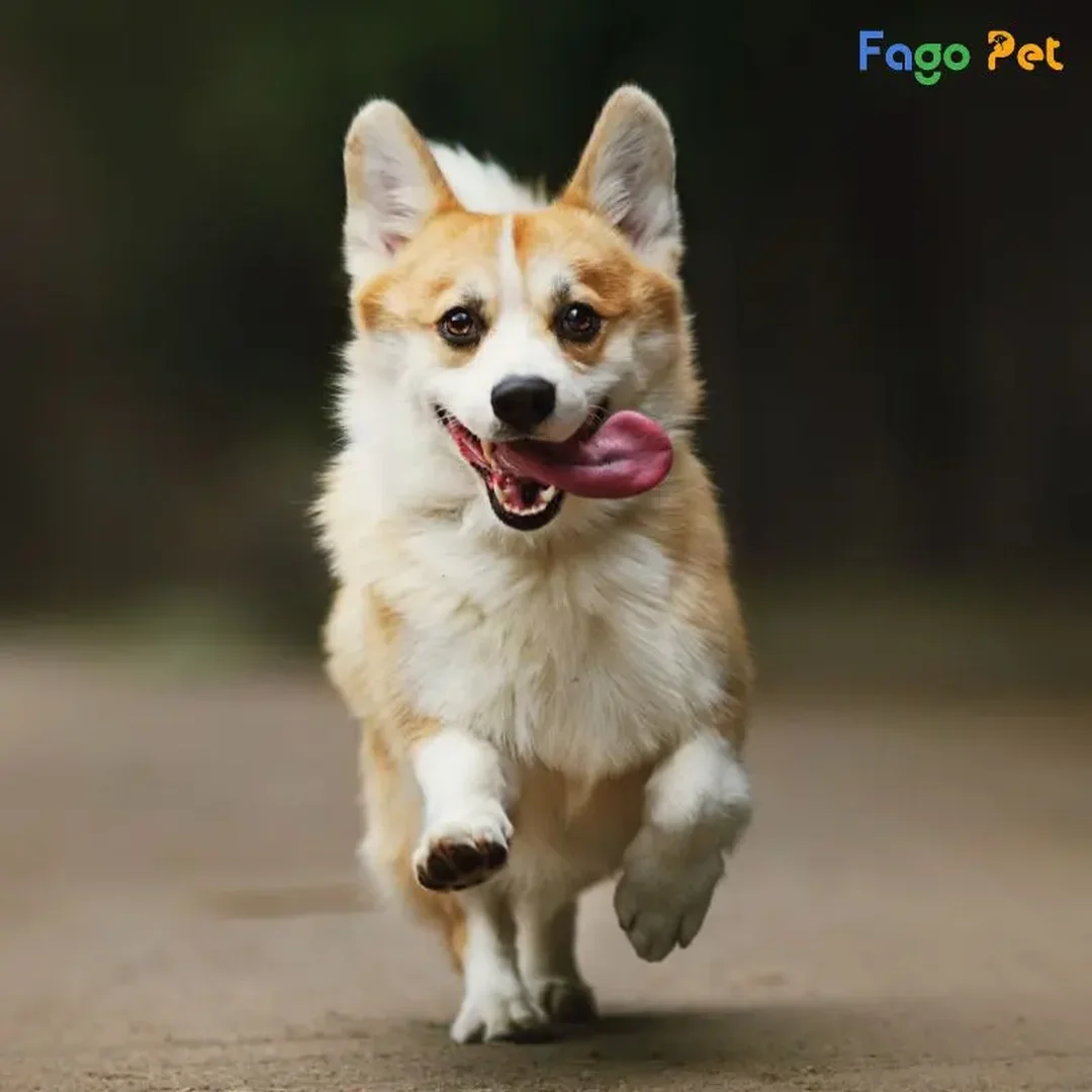 huấn luyện chó corgi giảm cắn phá và sủa dai