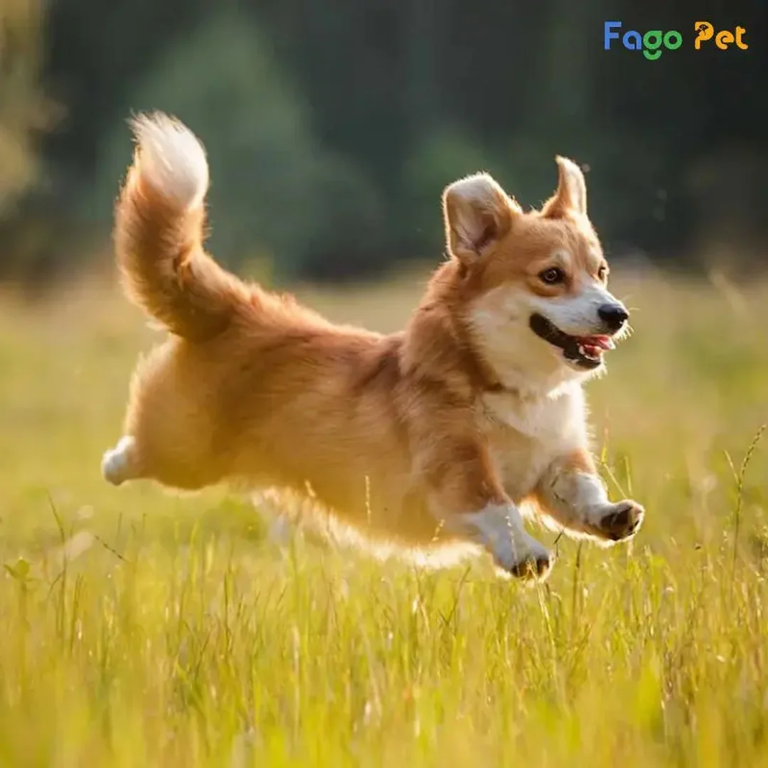 huấn luyện chó corgi giữa tự tập tại nhà và gửi trung tâm