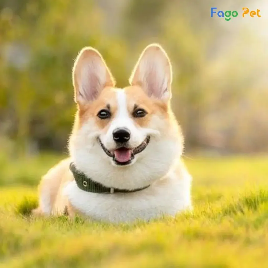 huấn luyện chó corgi học lệnh ngồi nằm yên