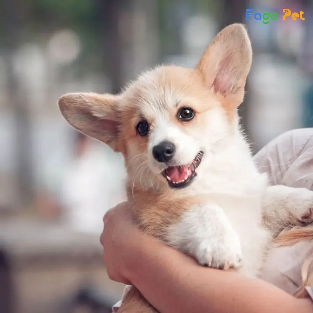 huấn luyện chó corgi theo lịch tập 14 ngày tại nhà
