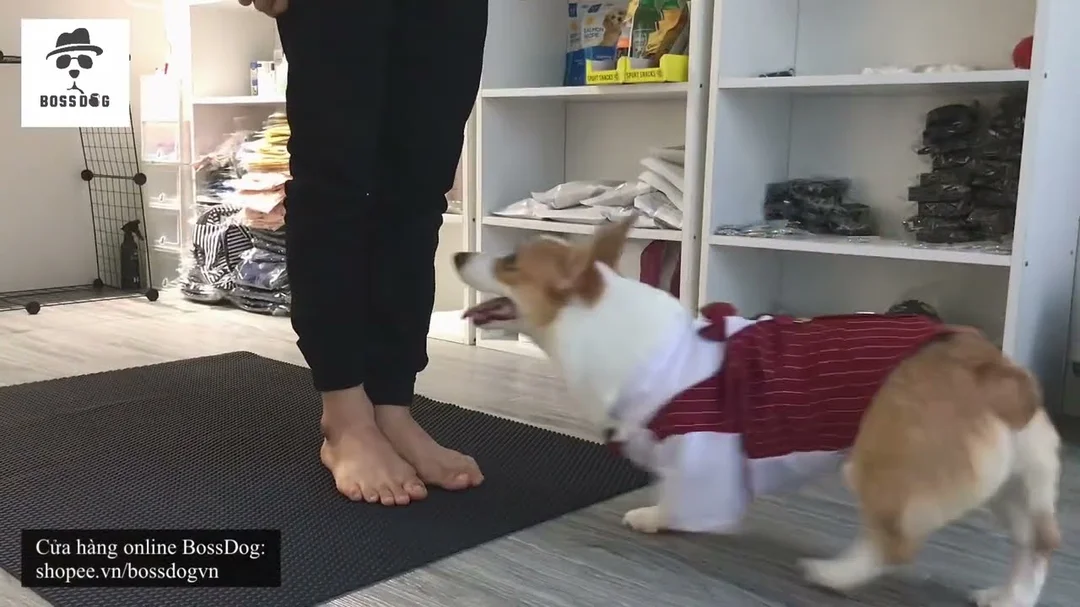Huấn luyện Corgi đi cạnh bên chân