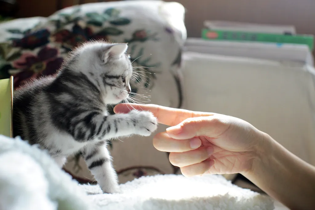 Huấn luyện mèo bắt tay bằng cách dùng thức ăn làm động lực