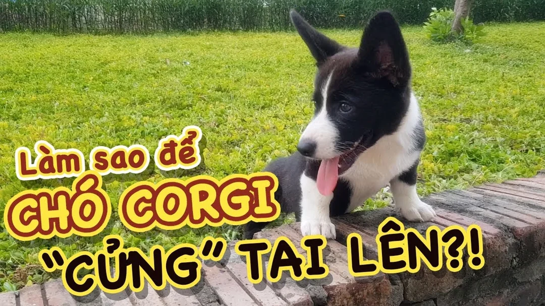 Hướng dẫn cách lên tai chó Corgi