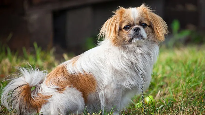 Chó Nhật lai có bộ lông dày, mềm và tính cách trung thành