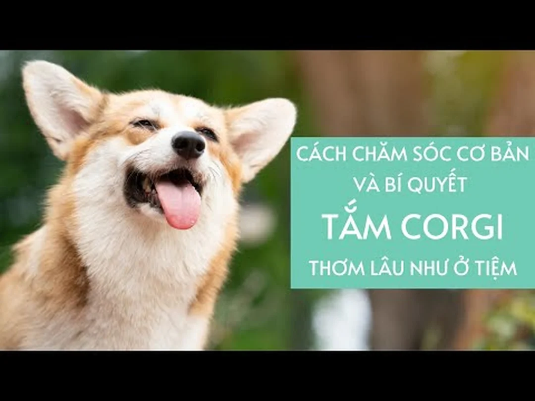 Hướng dẫn cắt mài móng, vệ sinh tai và cách tắm Corgi thơm lâu