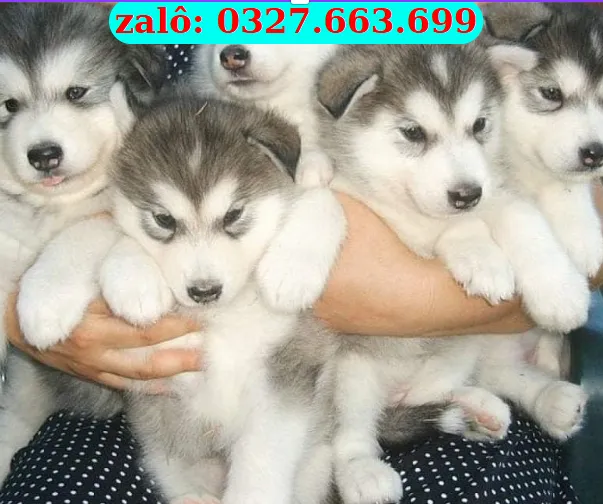 Chó Husky Siberian tại Đà Nẵng