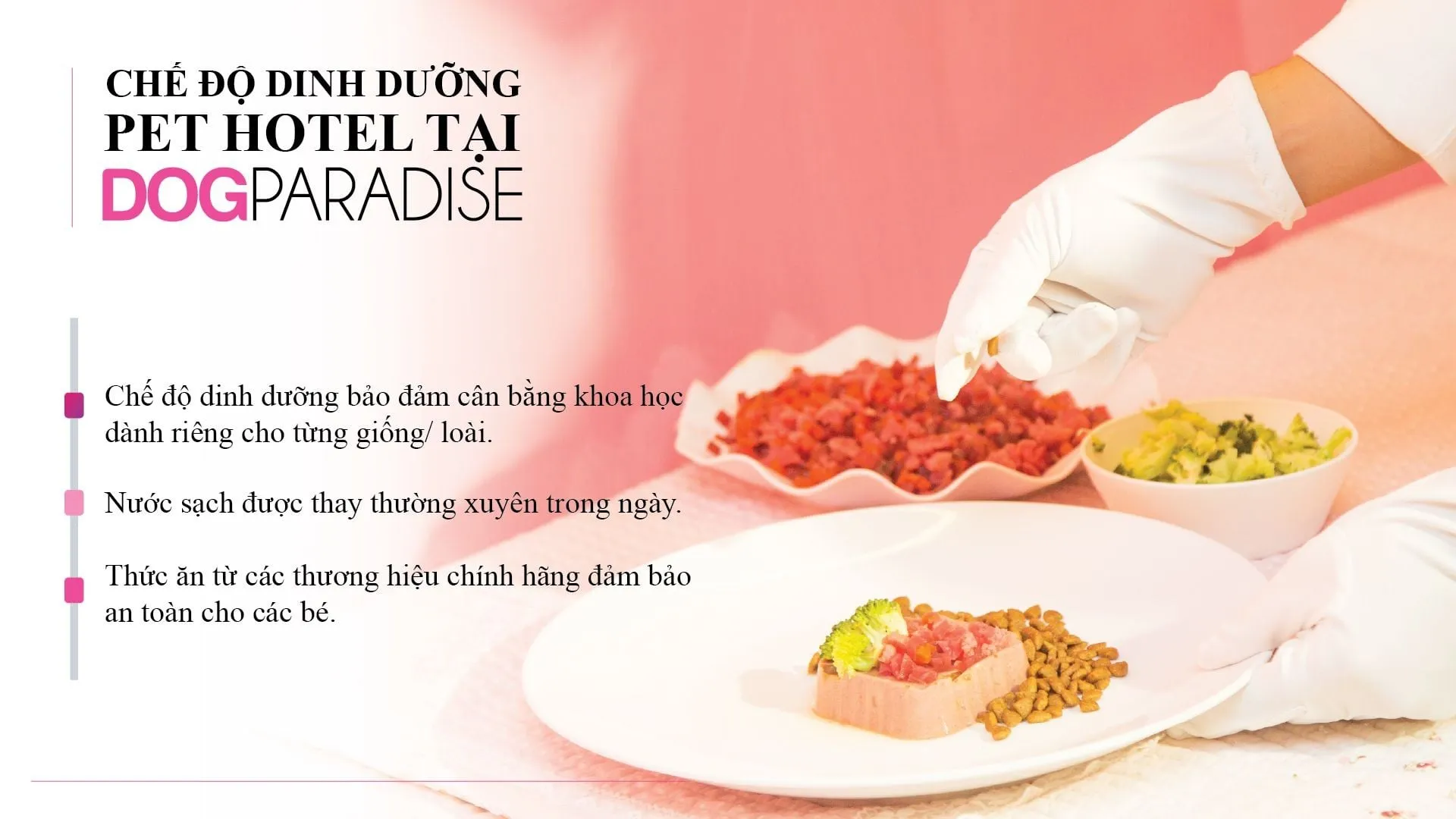 Khu vực vui chơi và vận động dành cho chó với không gian thoáng đãng, an toàn