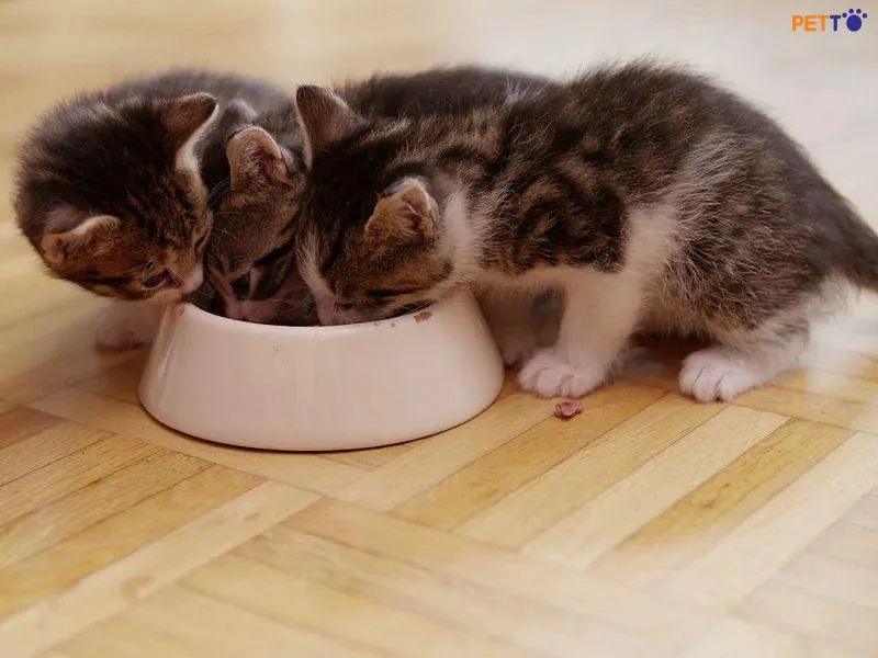 Cần thời gian để mèo con biết cách ăn và học cách sử dụng miệng và hàm răng của họ