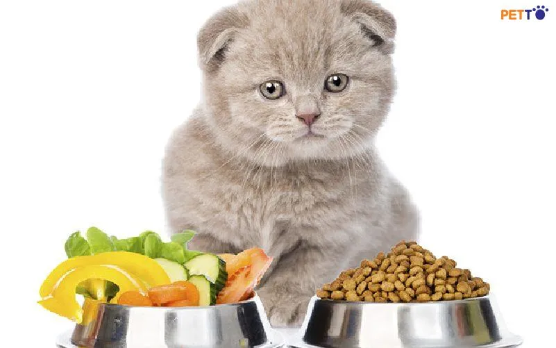 Cần cung cấp nước sạch và sạch, và theo dõi sức khỏe của mèo con