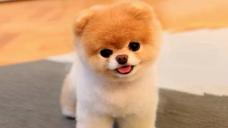 Đặc điểm ngoại hình ảnh hưởng đến giá chó Pomeranian